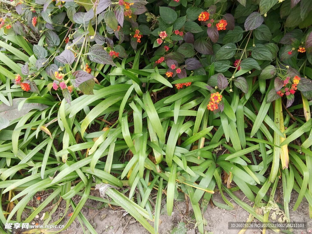 绿叶间的红色小果植物