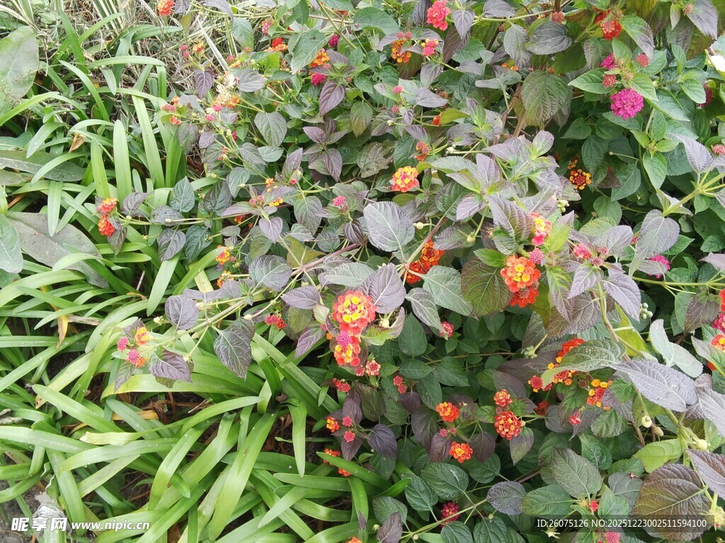 菜园中的辣椒与豆角