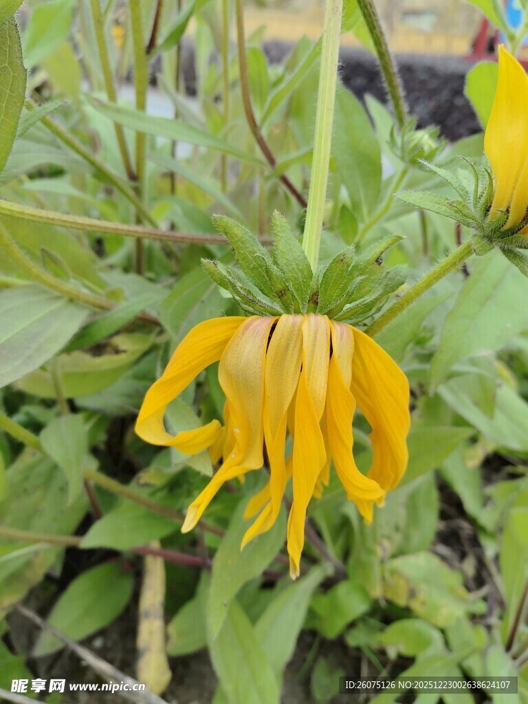 黄色卷曲花瓣的美丽花朵