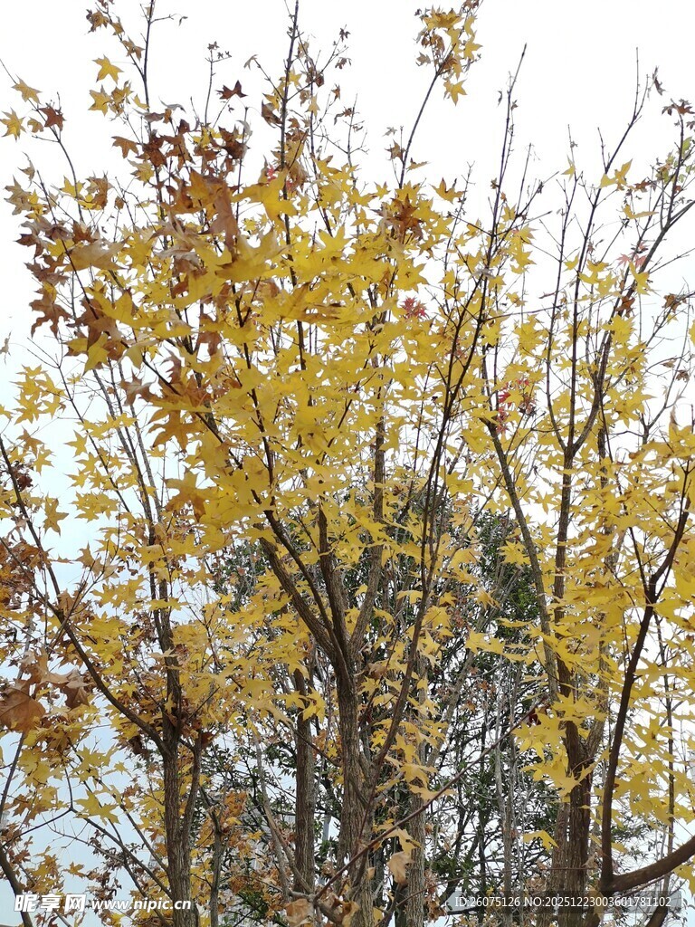 秋日金黄树叶的树木景观