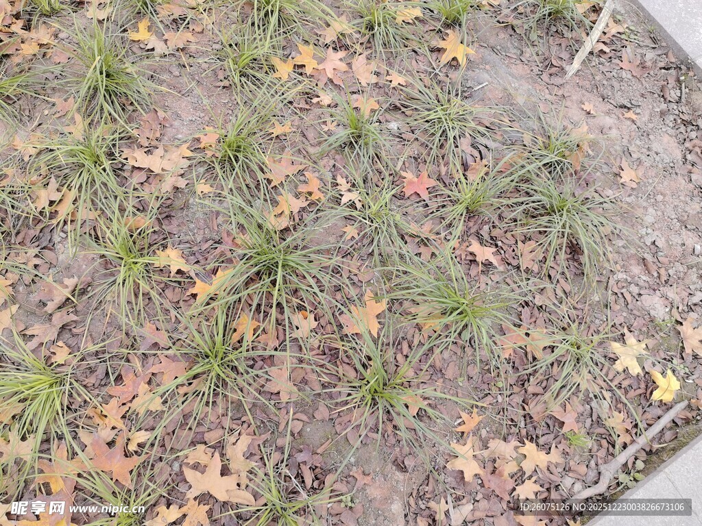 地面绿植与落叶景象