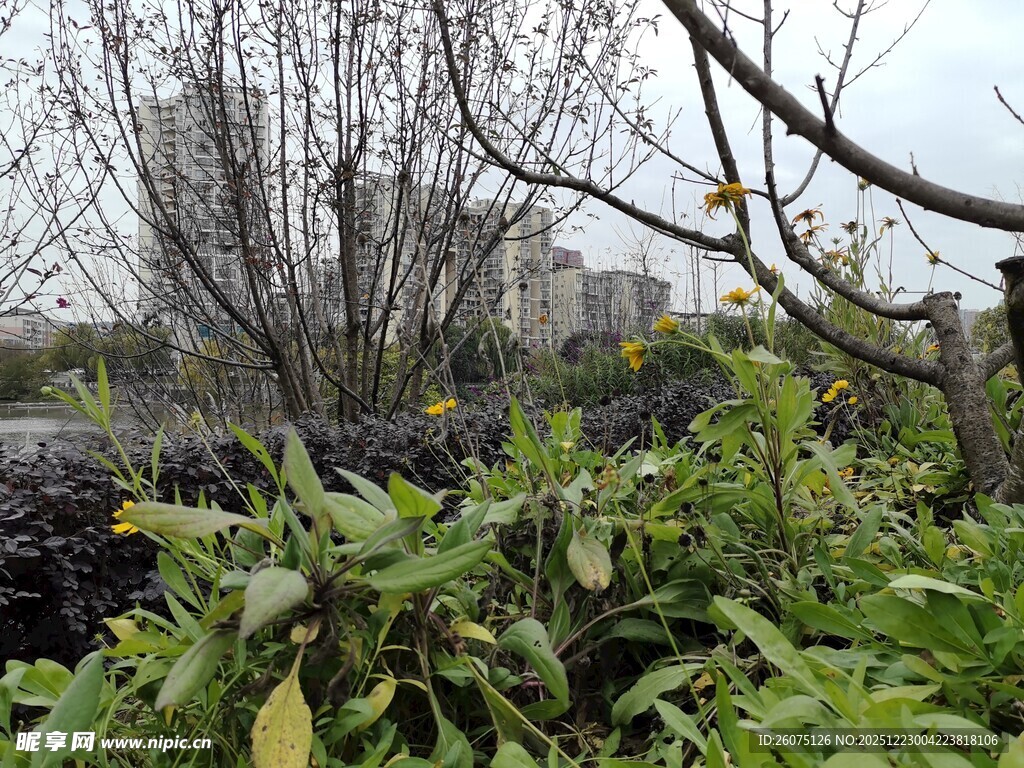 户外绿植与光秃树木景观