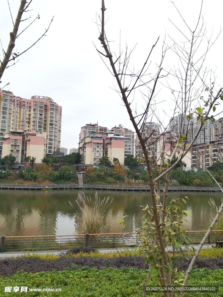 湖畔城市景观与萧瑟树枝