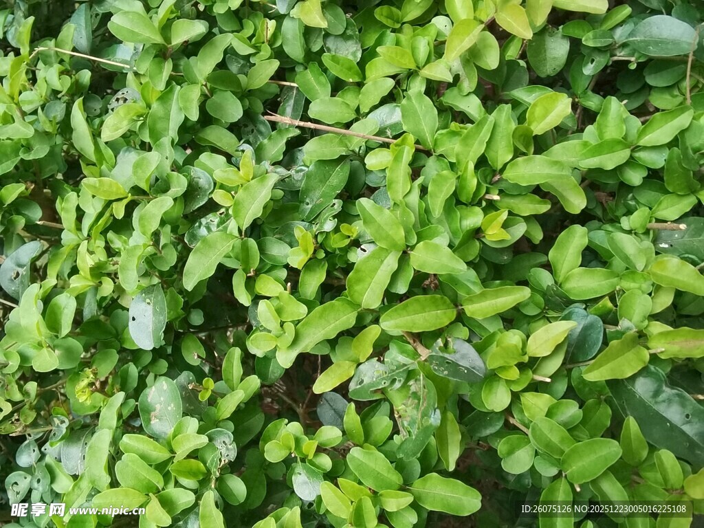 翠绿繁茂的植物墙