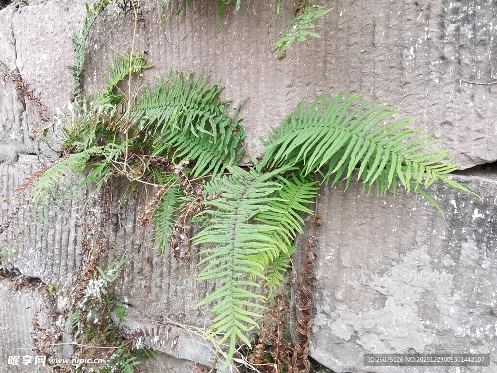 石缝中生长的翠绿蕨类植物
