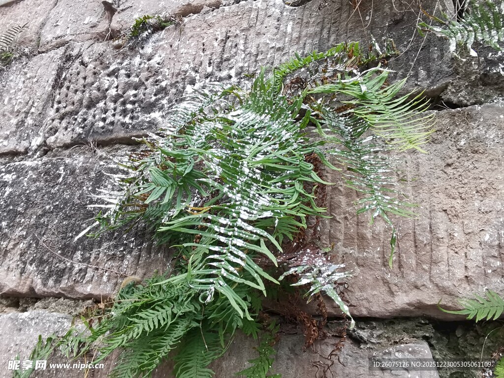 石缝中的蕨类植物
