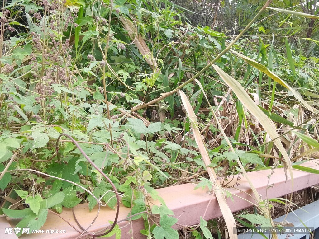 木制花坛中的繁茂绿植