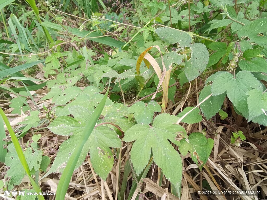 野外生长的绿色植物