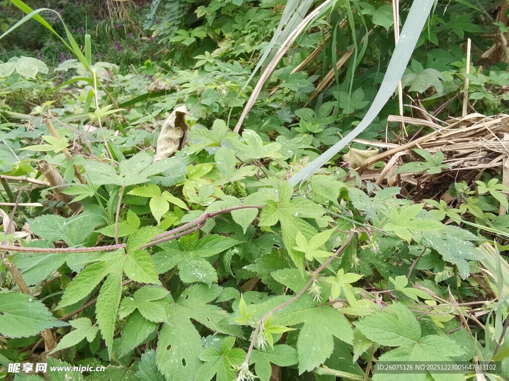 野外丛生的绿色植物