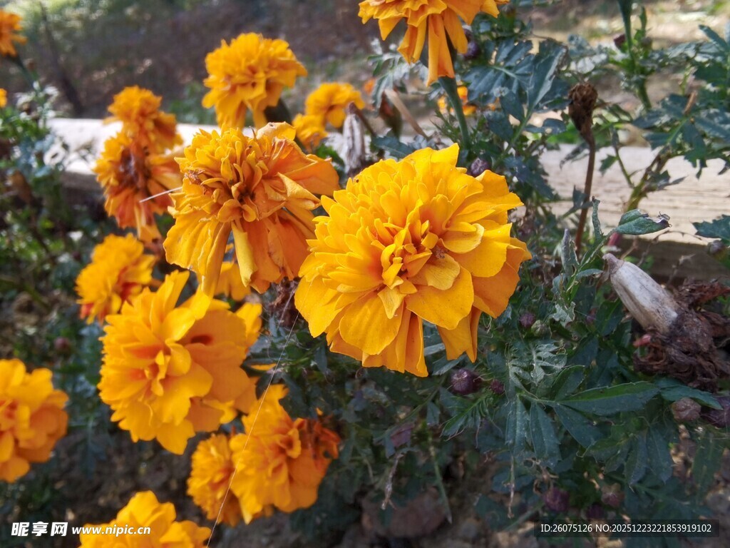 绽放的艳丽黄色万寿菊