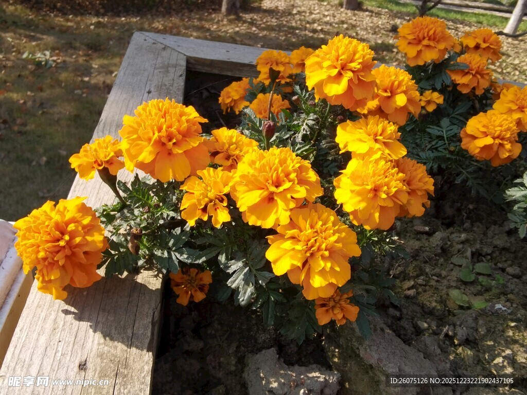 鲜艳万寿菊绽放于花坛