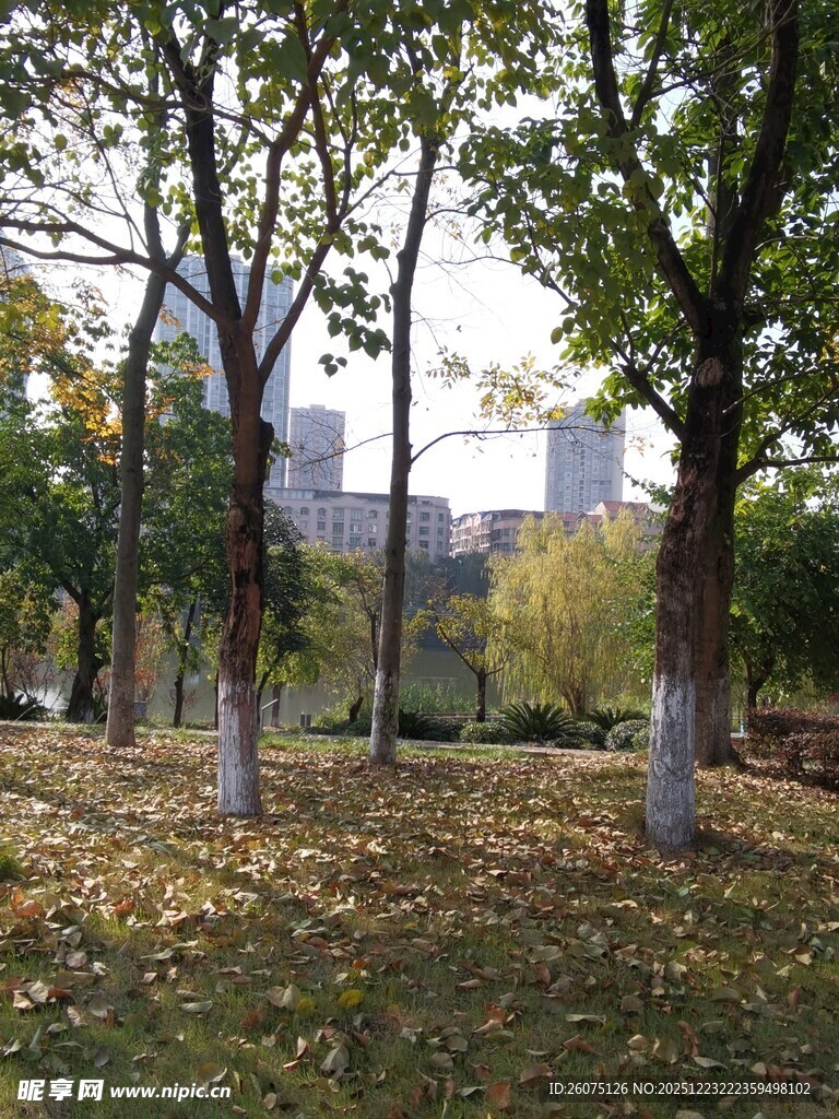 秋日公园树林落叶景致