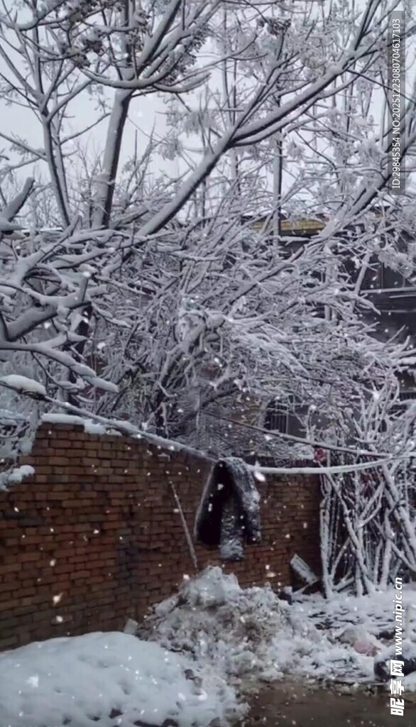 雪覆树枝下的静谧景象