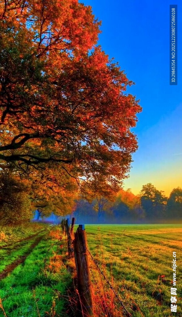 秋日田野边的绚烂树木