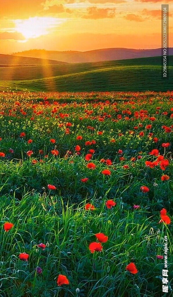 夕阳下的绚烂花海