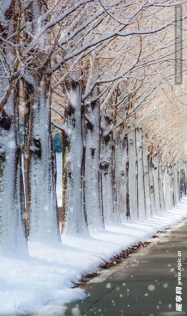 冬日雪覆树木的静谧小路