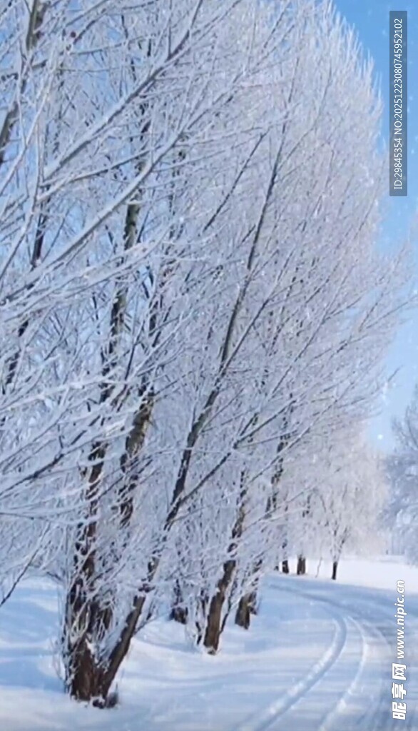 冬日雪林小路美景