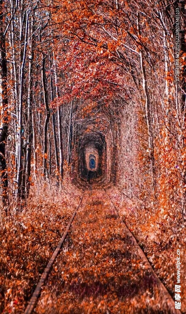 秋日林间铁轨的梦幻景致