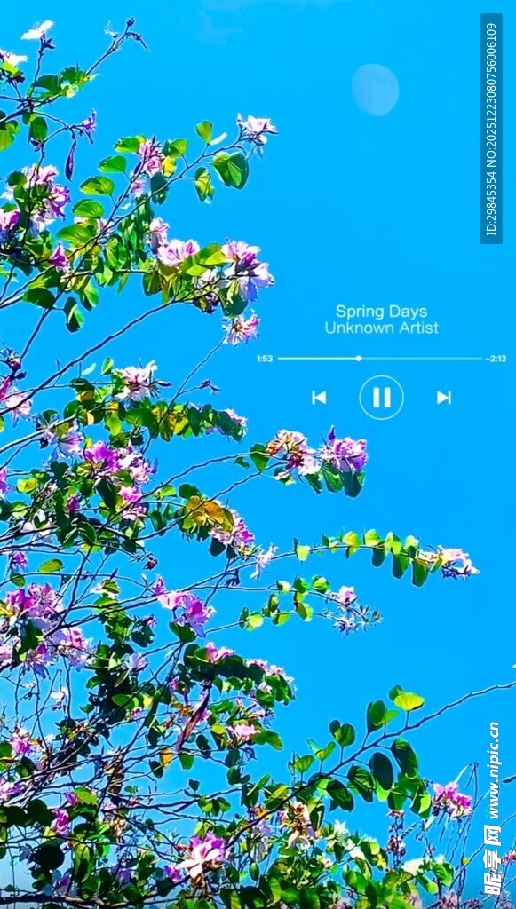 蓝天繁花景色美