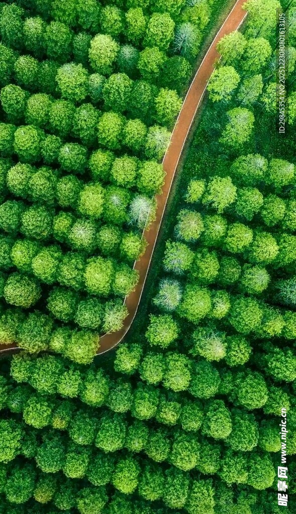 翠绿豌豆与藤蔓特写