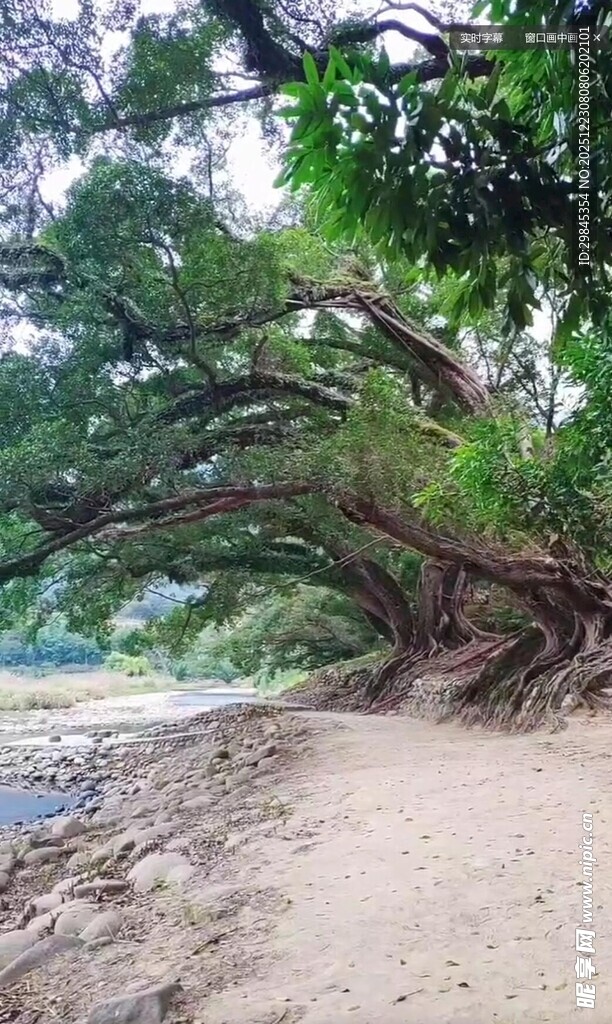 岸边繁茂大树与蜿蜒树根