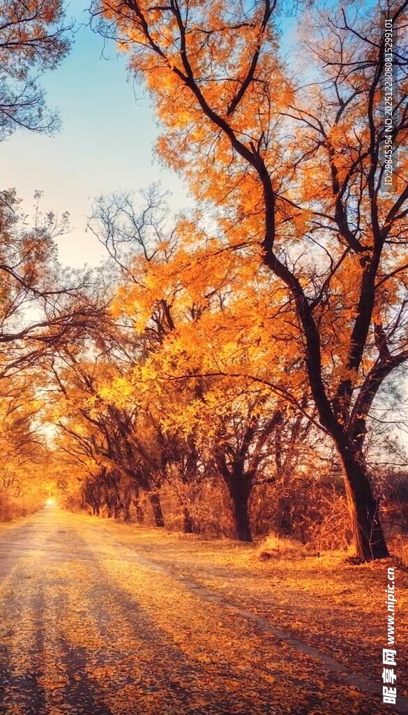 秋日林间小路美景