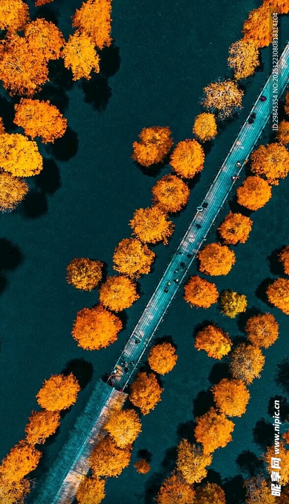 航拍秋日绚烂树林景象