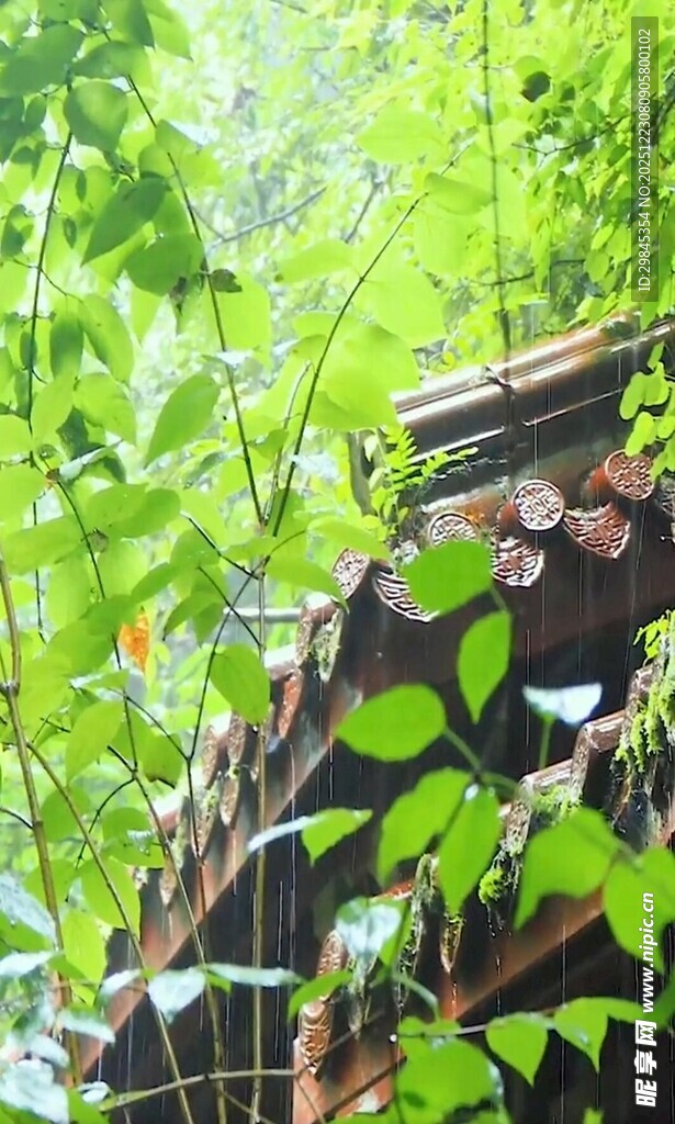 绿叶掩映下的古朴屋顶