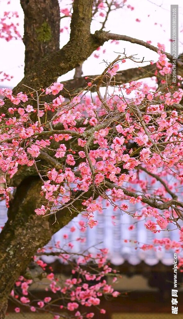 枝头繁花映古瓦