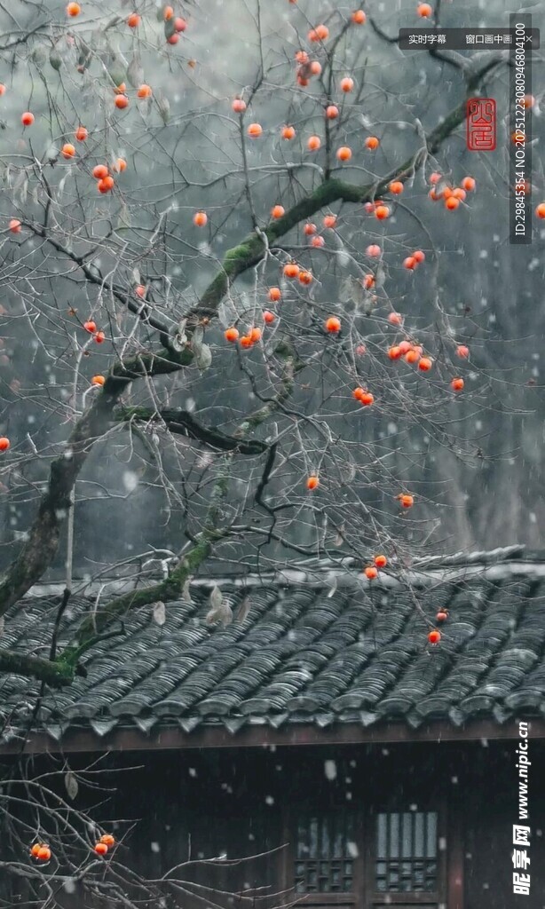 雪覆柿树映古瓦