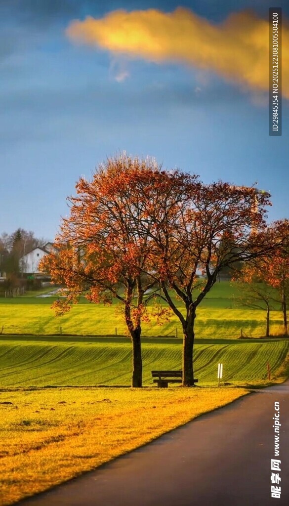 秋日乡间小路旁的红树