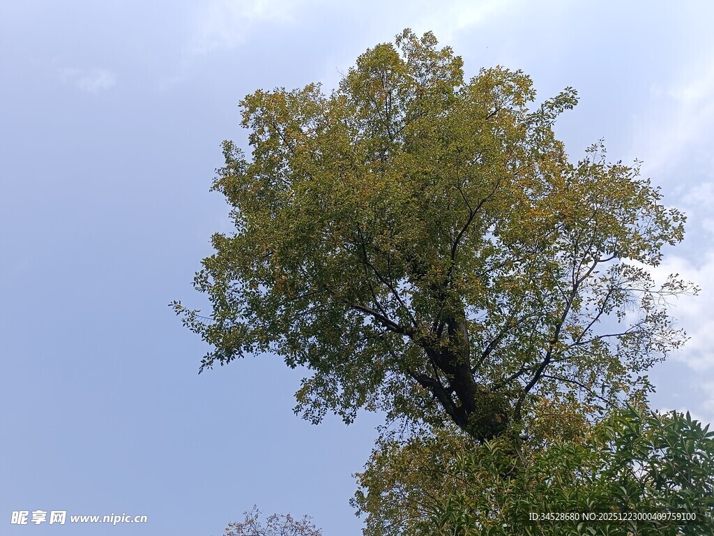 蓝天之下的茂盛大树