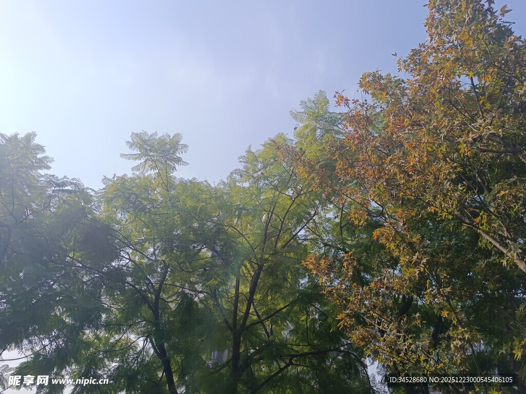 阳光下的多彩树木