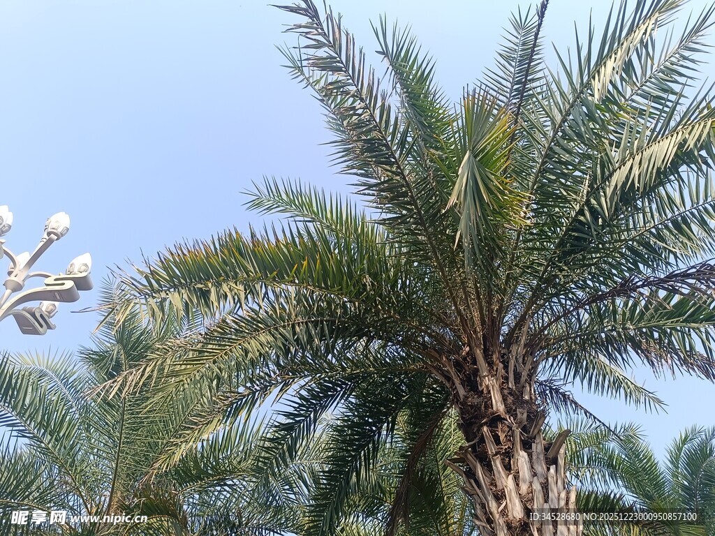 高大棕榈树 