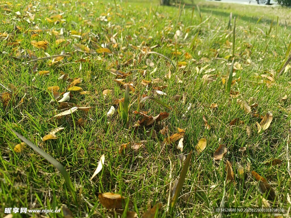 田野中的繁茂绿植