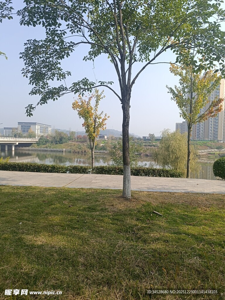 户外公园中的绿树与草地