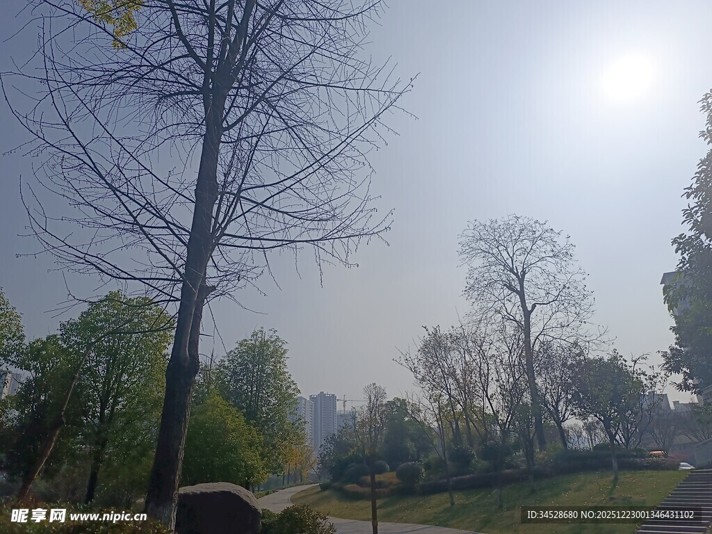 阳光照耀下的林间景色