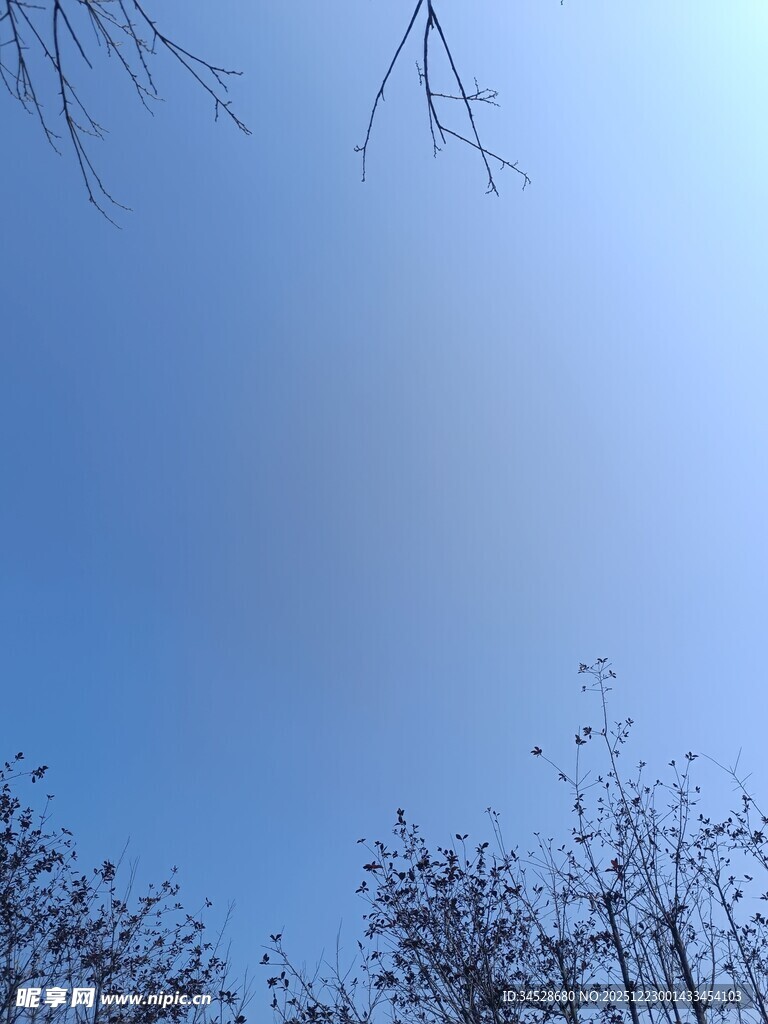 蓝天枯枝景象