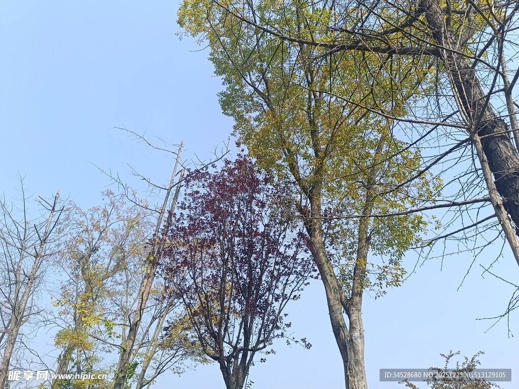 秋日多彩树木景致