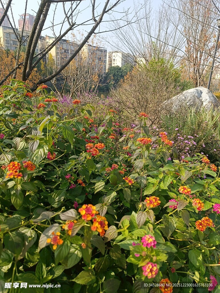 繁花盛开的户外景致