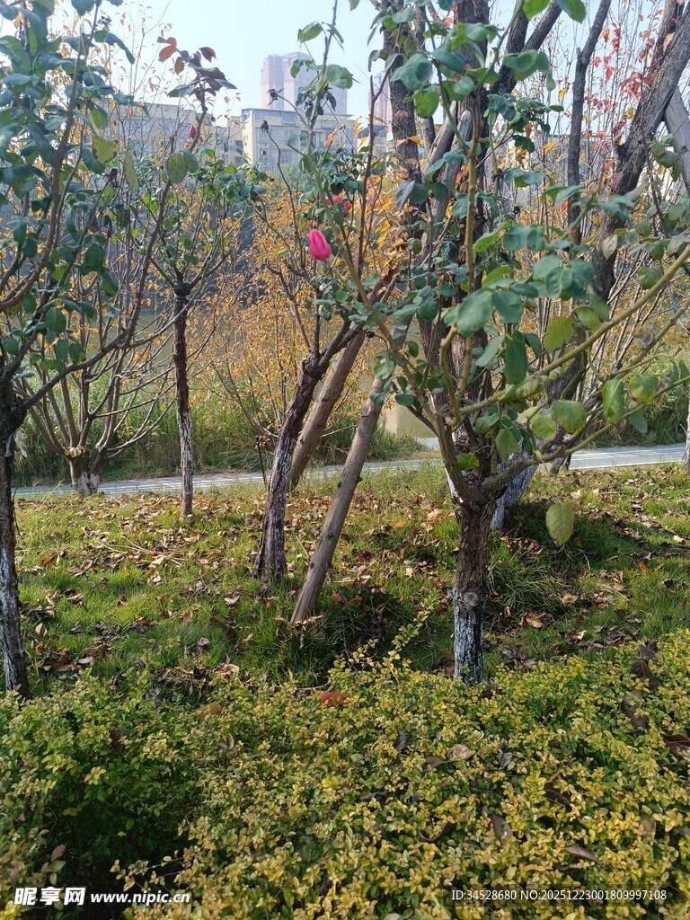 绿意盎然的园林景观