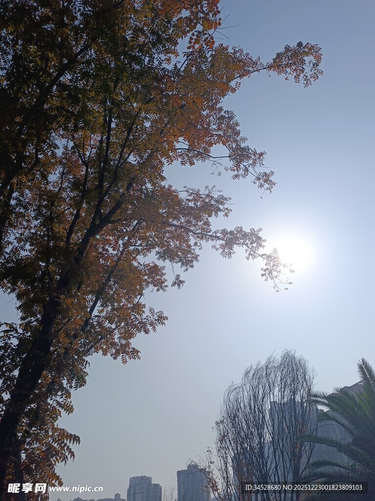 秋日阳光下的城市树木景观