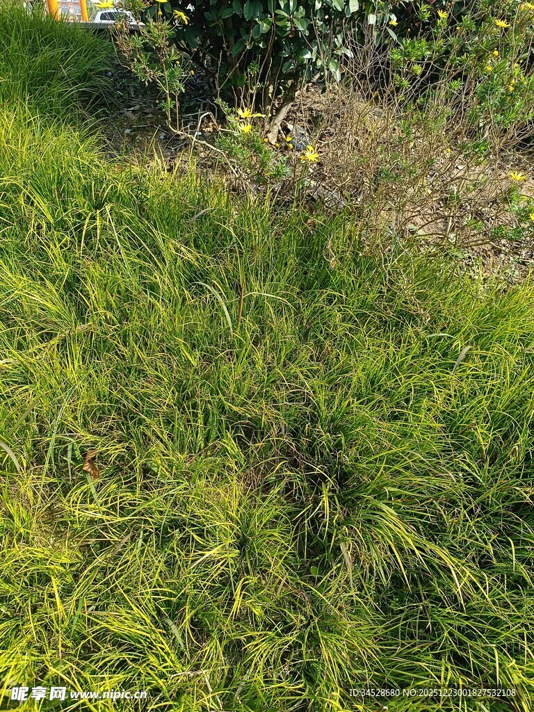 野外翠绿草地景象