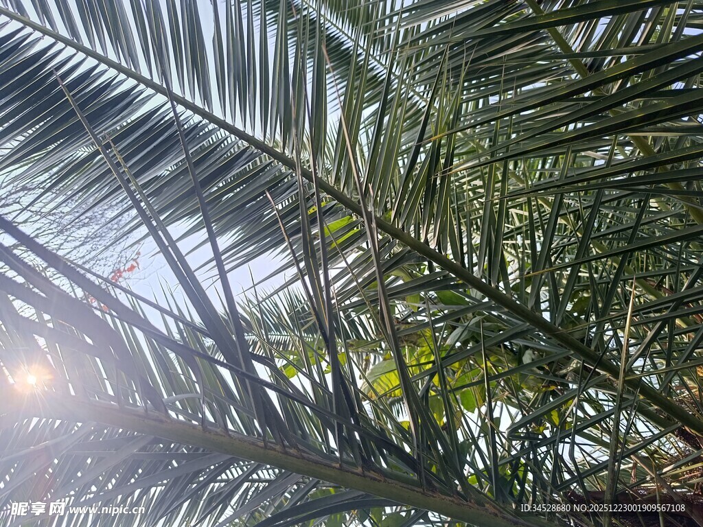 阳光下的棕榈叶