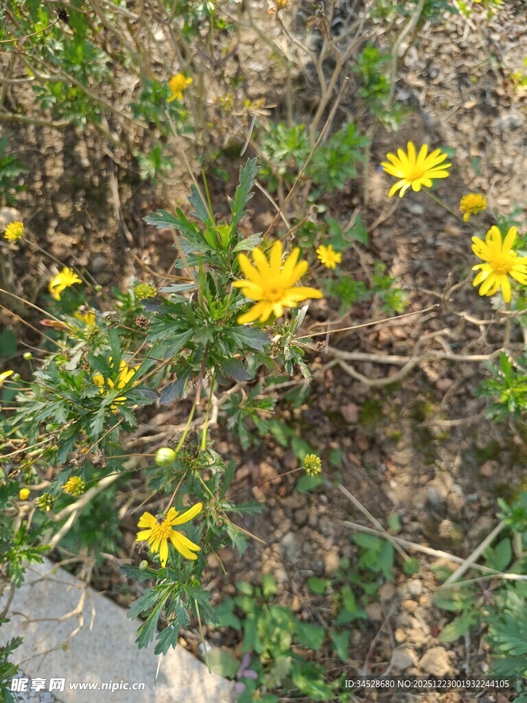 路边绽放的黄色小野花