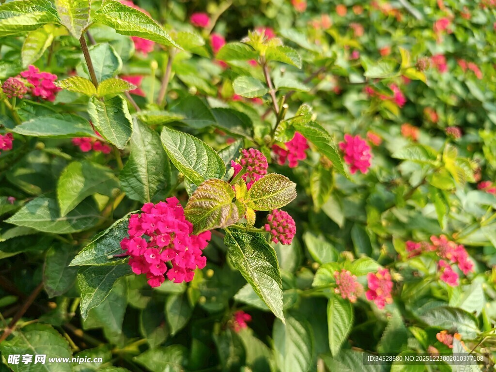 鲜艳玫红花朵绽放绿叶间
