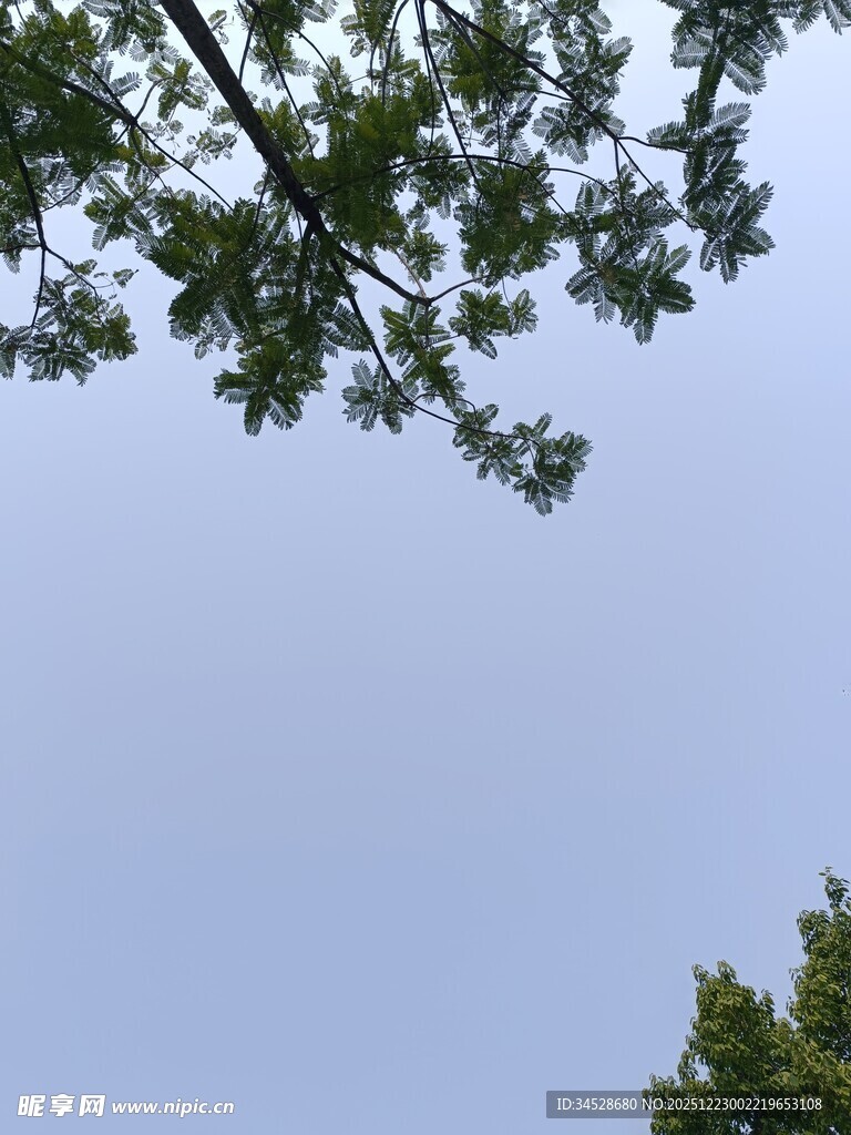 仰视绿树蓝天景象