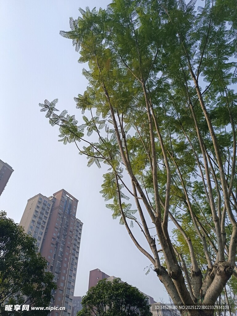 城市中挺拔的绿树