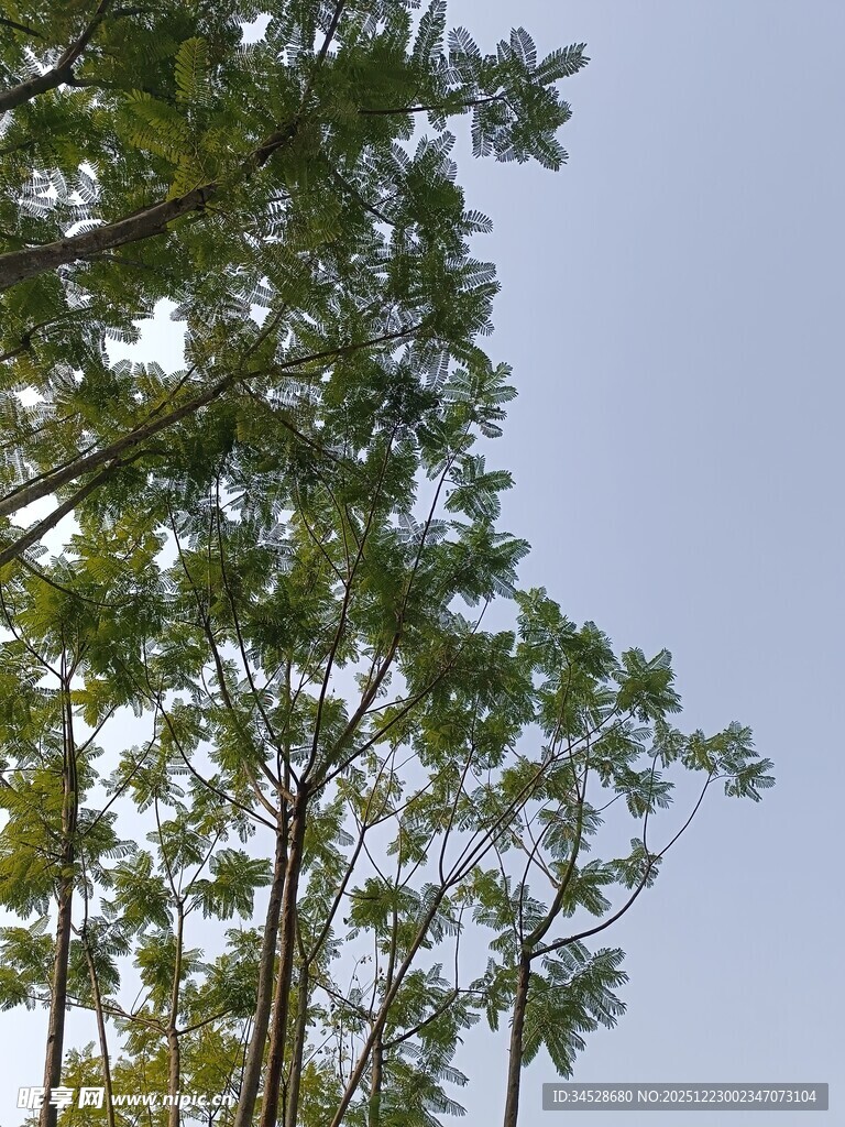 蓝天映衬下的挺拔树木