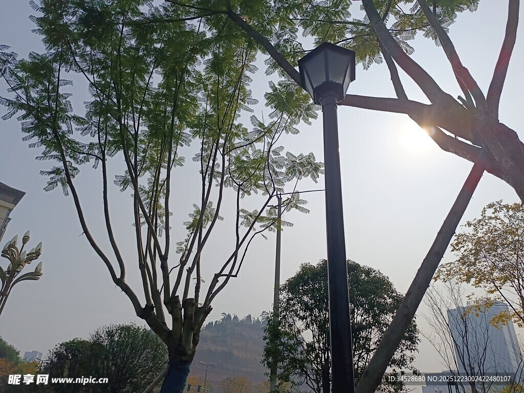 户外树木间的监控摄像头